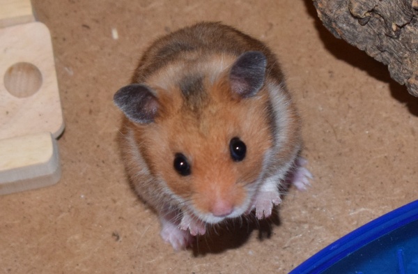 Bild von Banju, geb. 13.04.2022
