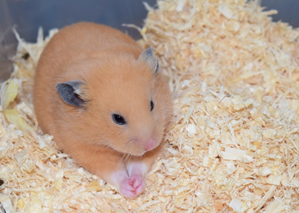 Bild von Raymond, ausgewachsen