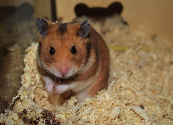 Bild von Snorri, geb. 27.04.2022