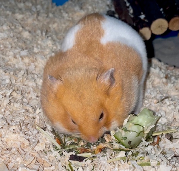 Applepie.jpg