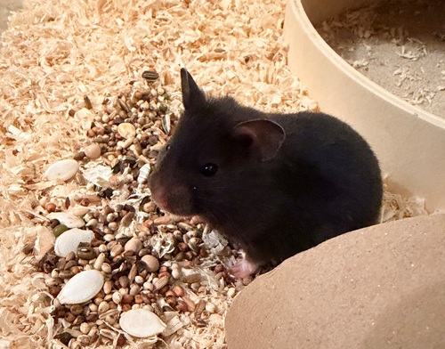 Bild von Elsi, geb. 20.12.2025