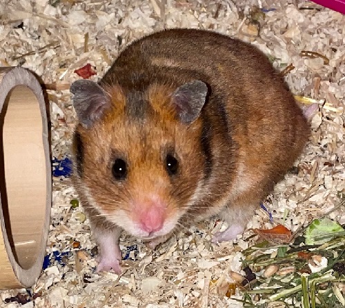 Tormine1.jpg