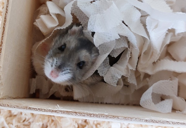 Bild von Bella, ausgewachsen