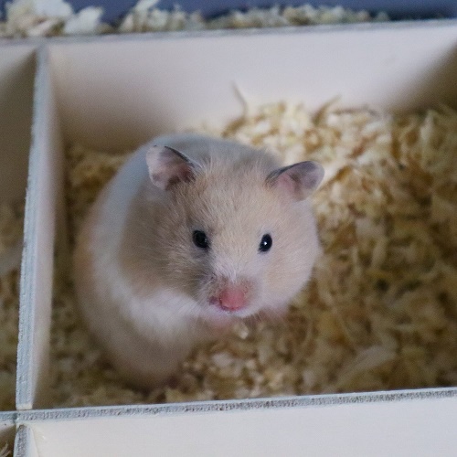 Bild von Miss Creamy, geb. ca. Juni 2022