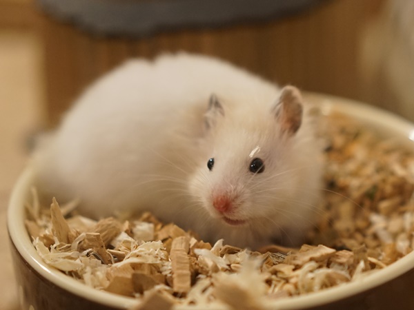 Bild von Fubuki, geb. 19.07.2023