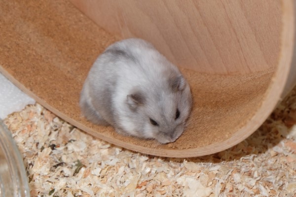 Bild von Basil, Juli 2024