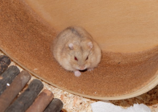 Bild von Pipper, Juli 2024