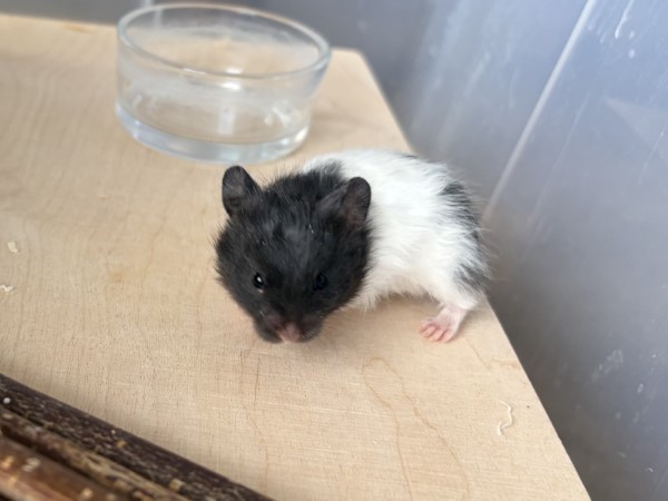 Bild von Thymi, geb. 26.2.26