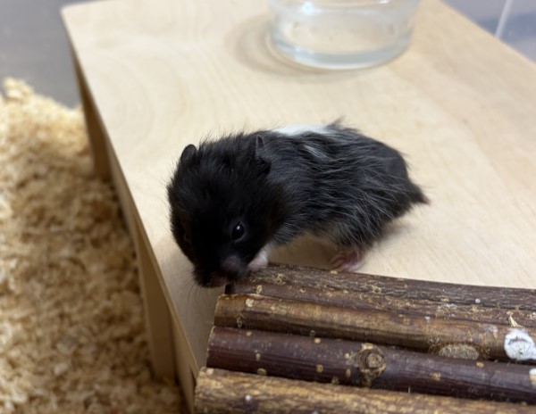 Bild von Knobi, geb. 26.2.26