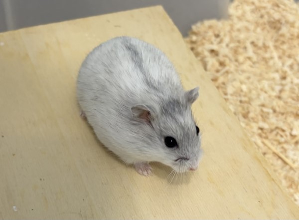 Bild von Marine, geb. Januar 2026