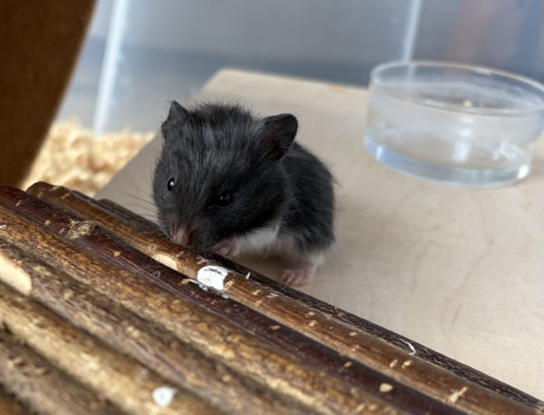 Bild von Nussi, geb. 26.2.26