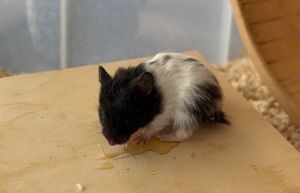 Bild von Scilla, geb. 26.2.26