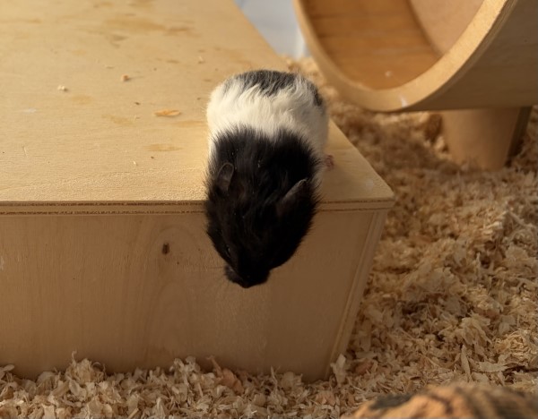 Bild von Elana, geb. 26.2.26