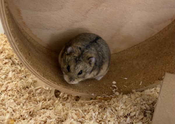Bild von Wallo, ausgewachsen