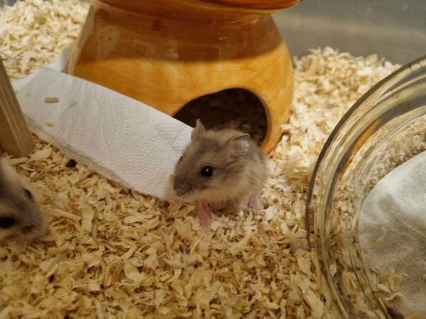 Bild von Bombur, geb. ca. 01.08.2026