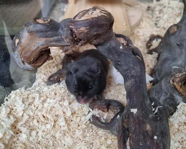 Bild von Golden Delicious, geb. 15.02.2026