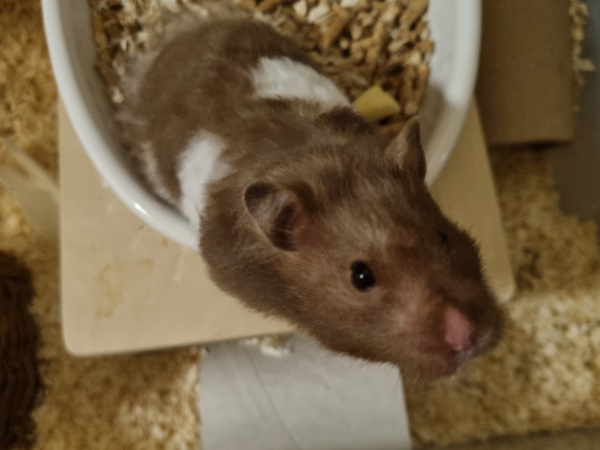 Bild von Lola, ausgewachsen