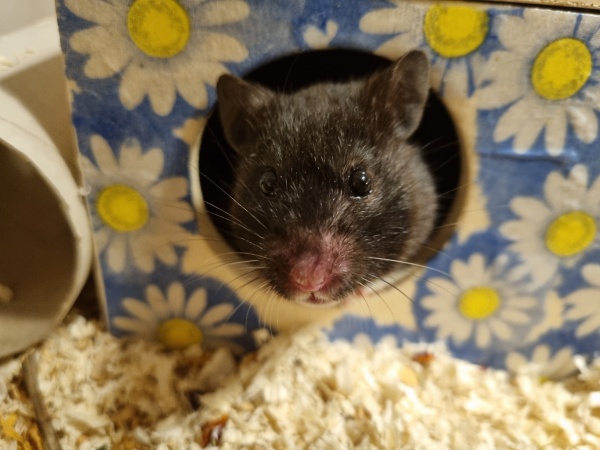 Bild von Mariebelle, ausgewachsen