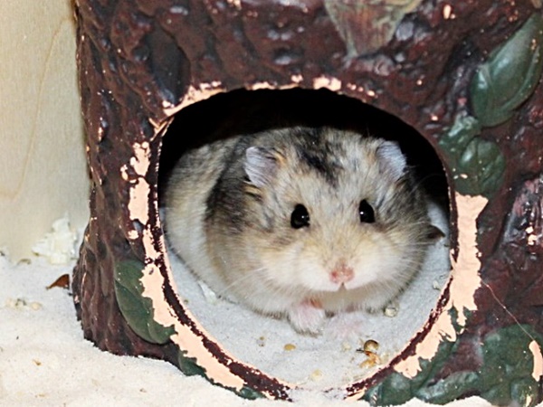 Bild von Queeny, geb. Ende Januar 2021
