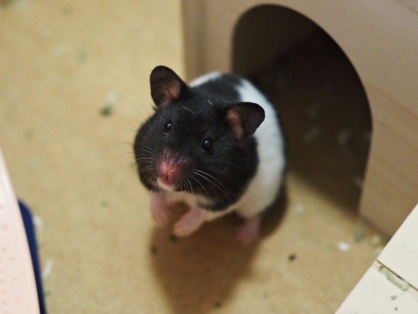 Bild von Kitana, geb. ca. April 2021