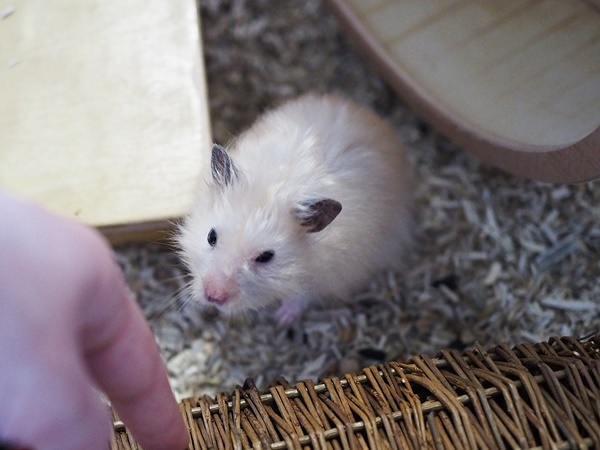 20210818_Gizmo_01.JPG