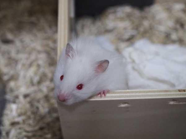 Bild von Canuto, geb. August 2021