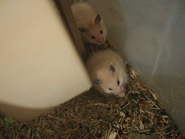 20240723_Teddys_02.JPG