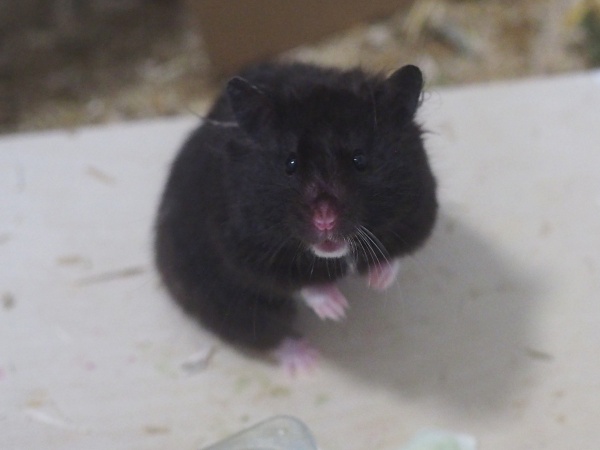 Bild von Fanny, ausgewachsen