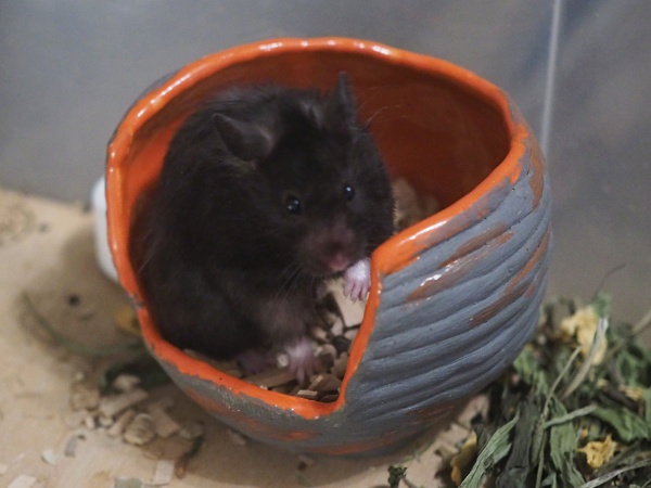 Bild von Manja, ausgewachsen