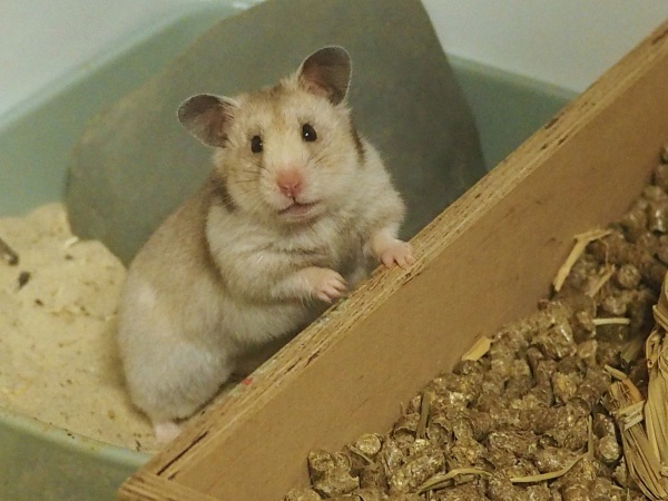 Bild von CoCo, geb. Dezember 2024