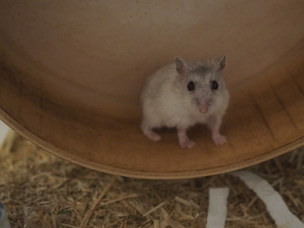 Bild von Frina, ausgewachsen