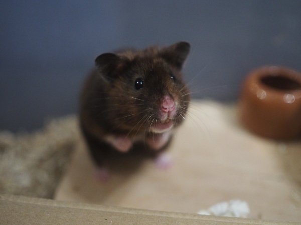 Bild von Donna, geb. ca. Oktober 2024