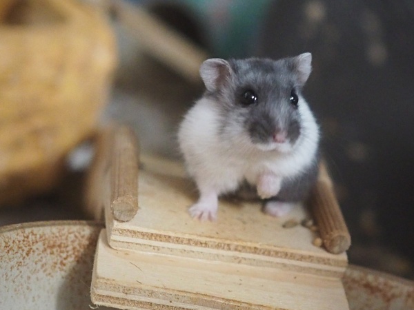 Bild von Rodrigo, geb. September 2025