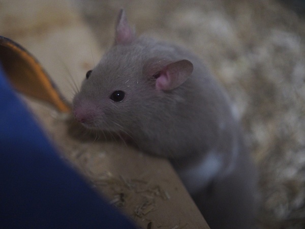 Bild von Kimi, geb. Februar 2026