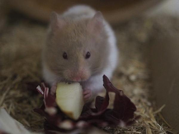 Bild von Leni, geb. Februar 2026