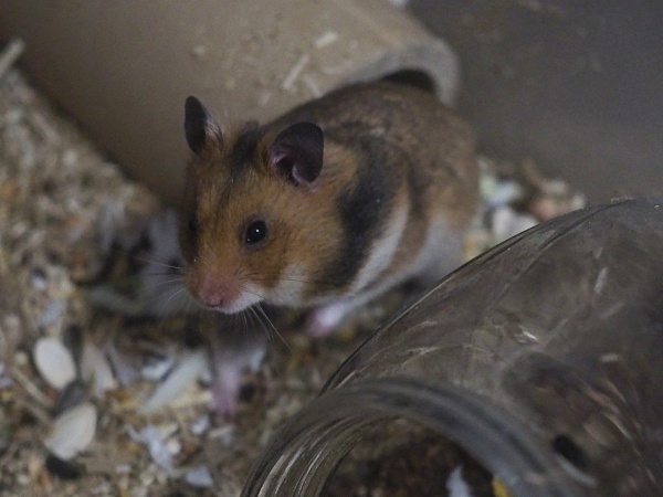 Bild von Mikkel, geb. ca. Januar 2026