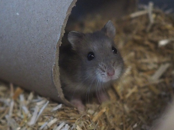Bild von Freddie, geb. Mai 2026