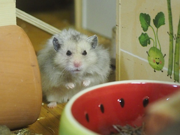 20250907_Mican_02.JPG