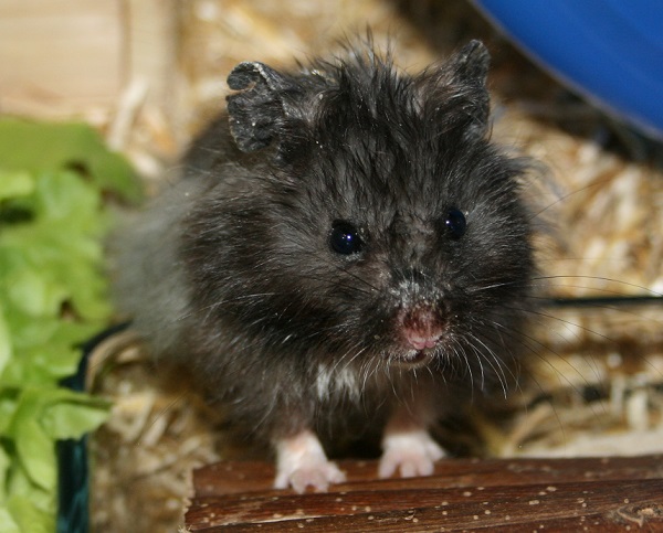 Bild von Ahan, ausgewachsen