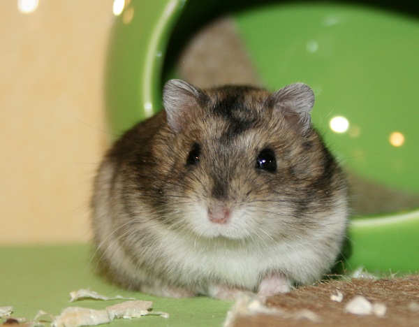 Bild von Ahri, geb. 30.07.2021