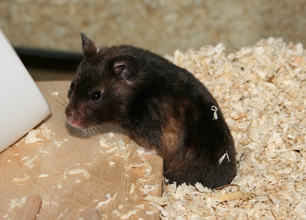 Bild von Black Pearl, geb. ca. Februar 2021