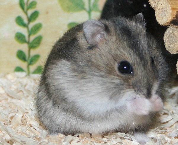 Bild von Chae, geb. 30.07.2021