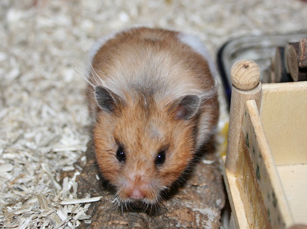 Bild von Hana, geb. Anf. Februar 2022