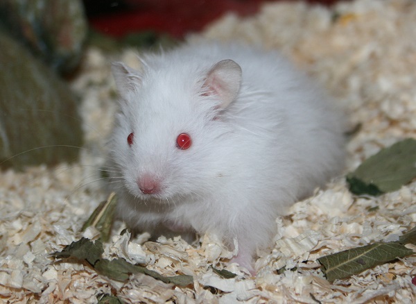 Bild von Ichigo, geb. August 2021
