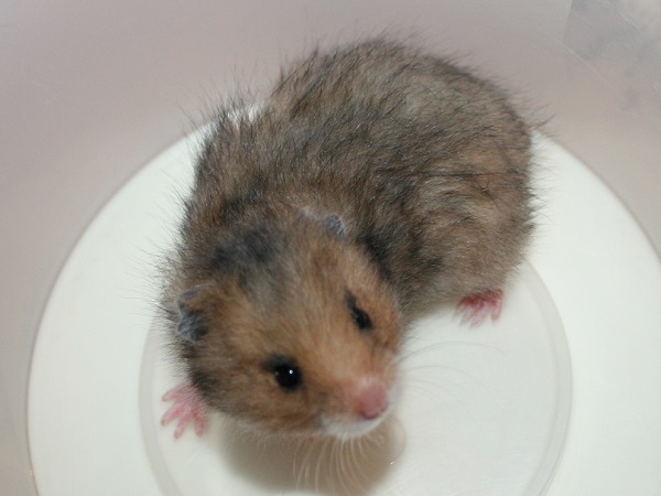 Bild von Karamell, geb. 27.11.2022