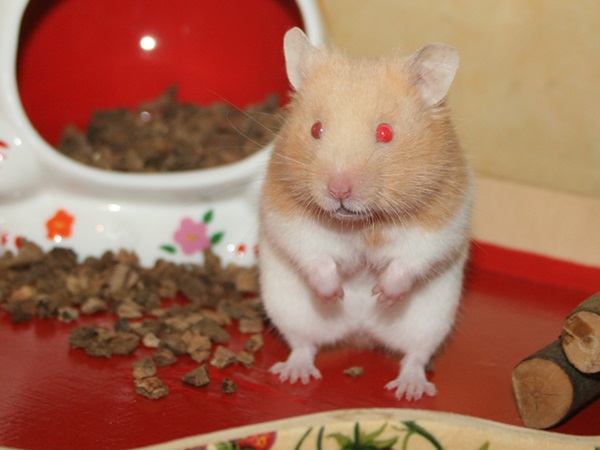 Bild von Lady Maria, geb. 07.09.2023