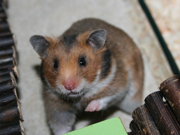Bild von Luise, geb. Anfang April 2026
