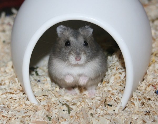 Bild von Musuko, geb. Anfang September 2021