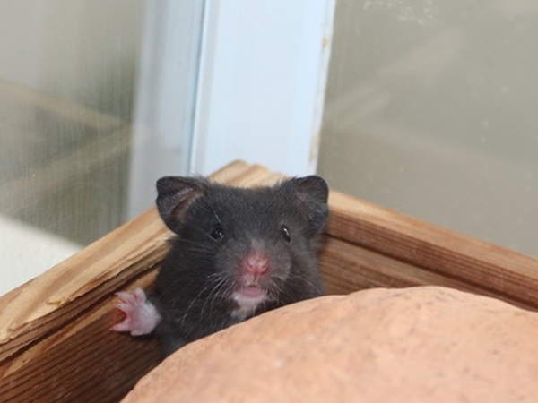 Bild von Rocha, geb. Anfang April 2026