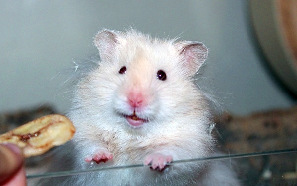 Bild von Bob, geb. März 2022